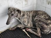 Basi, lista sacrificio. PERRERA BADAJOZ.