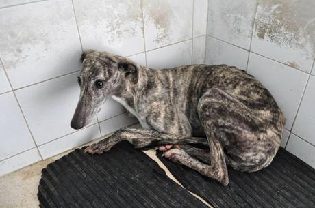 Basi, en lista de sacrificio. PERRERA DE BADAJOZ.