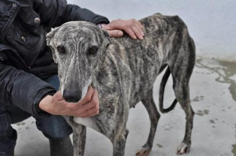 Basi, en lista de sacrificio. PERRERA DE BADAJOZ.