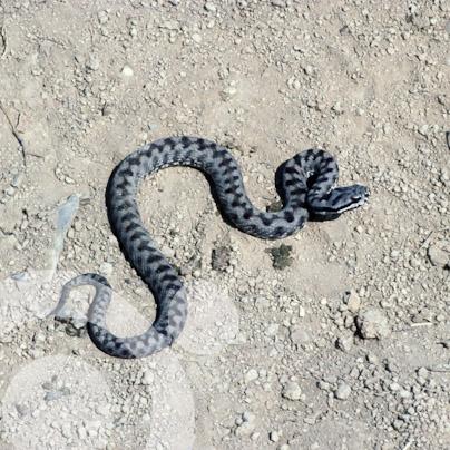 Víbora aspid (Vipera aspis)