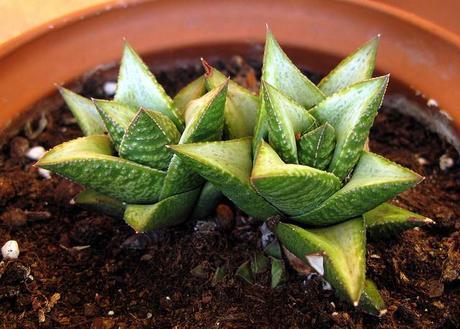 Haworthia revendettii