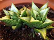 Haworthia revendettii