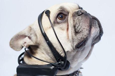 Conoce a No More Woof: el traductor de lenguaje canino