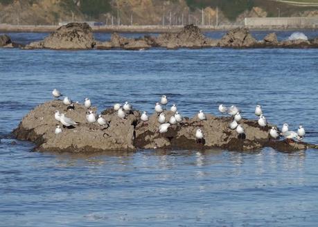 Movimiento de gaviotas pequeñas