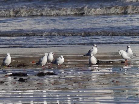 Movimiento de gaviotas pequeñas