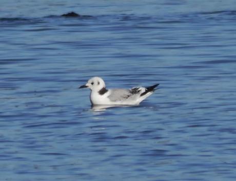 Movimiento de gaviotas pequeñas