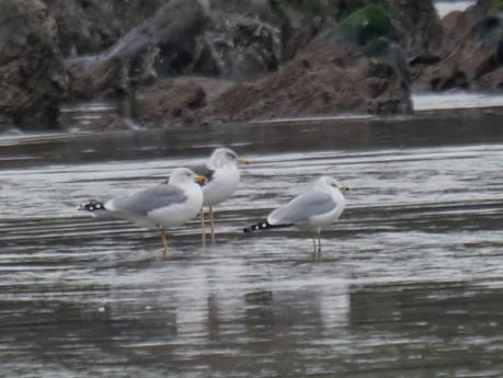 Movimiento de gaviotas pequeñas