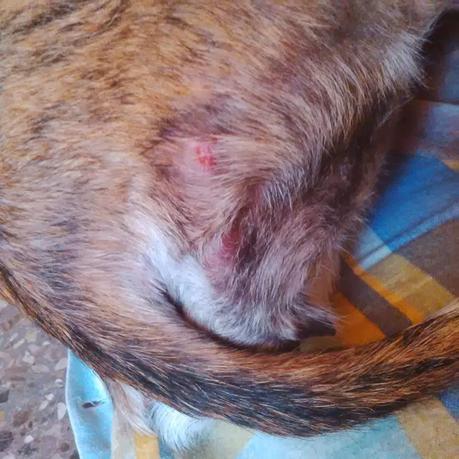 LIBBY, ACOGIDA O ADOPCIÓN, (CUENCA)