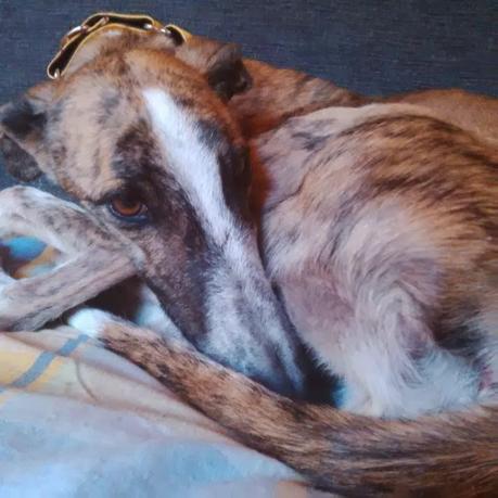 LIBBY, ACOGIDA O ADOPCIÓN, (CUENCA)