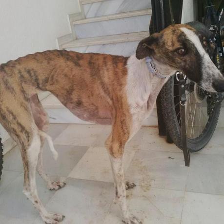 LIBBY, ACOGIDA O ADOPCIÓN, (CUENCA)