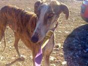 Loren acogida adopción. (cuenca)