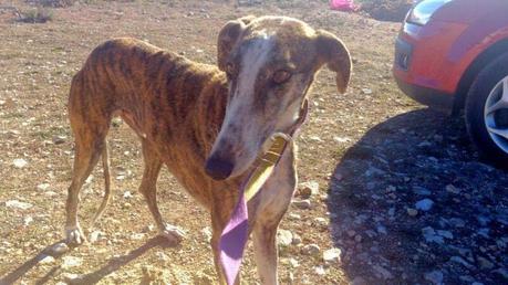 LOREN ACOGIDA O ADOPCIÓN. (CUENCA)