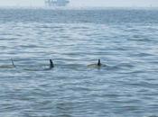 Están muriendo miles delfines afectados derrame Deepwater Horizon