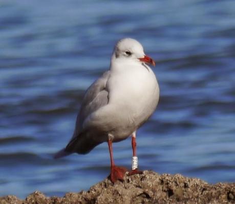 Cabecinegras, primeras anillas