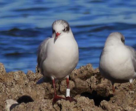 Cabecinegras, primeras anillas