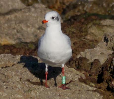 Cabecinegras, primeras anillas