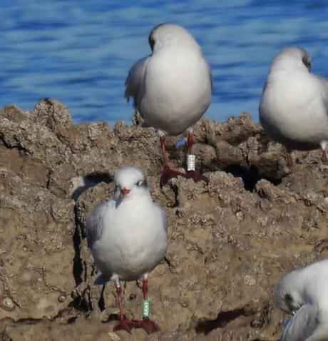 Cabecinegras, primeras anillas