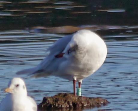Cabecinegras, primeras anillas