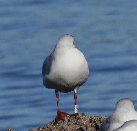Cabecinegras, primeras anillas