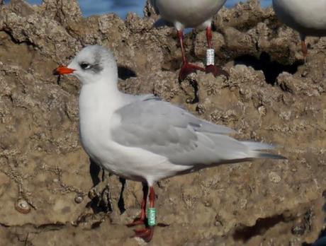 Cabecinegras, primeras anillas