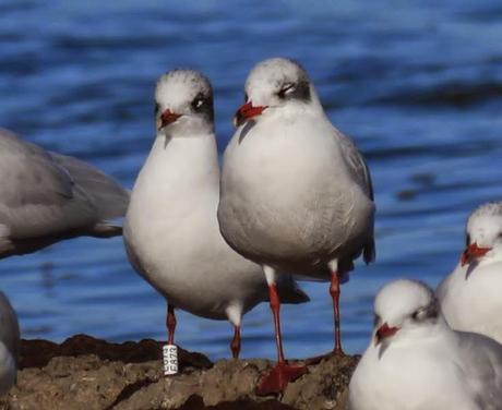 Cabecinegras, primeras anillas
