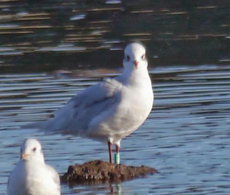 Cabecinegras, primeras anillas