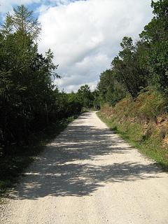 Camino por el pantano