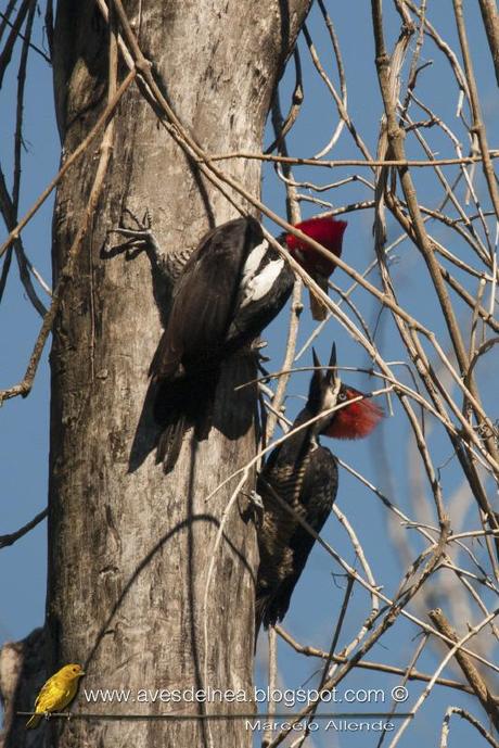 Carpintero garganta negra (Crimson-crested Woodpecker) Campephilus melanoleucos