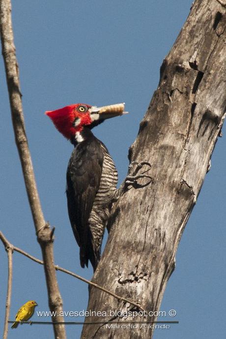 Carpintero garganta negra (Crimson-crested Woodpecker) Campephilus melanoleucos