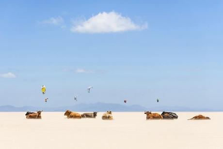 Las ganadoras del concurso de National Geographic de 2013 Cows And Kites - 2013-11-08_228746_places.jpg
