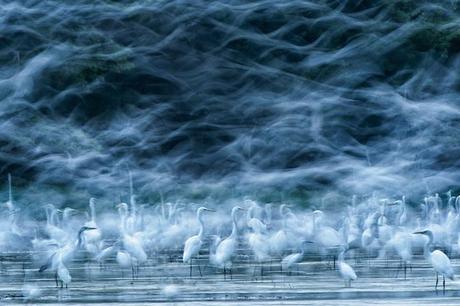 Las ganadoras del concurso de National Geographic de 2013 Flying Egrets - 2013-11-30_238581_nature.jpg