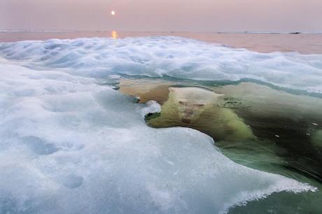 Las ganadoras del concurso de National Geographic de 2013 The Ice Bear - 2013-11-26_234548_nature.jpg