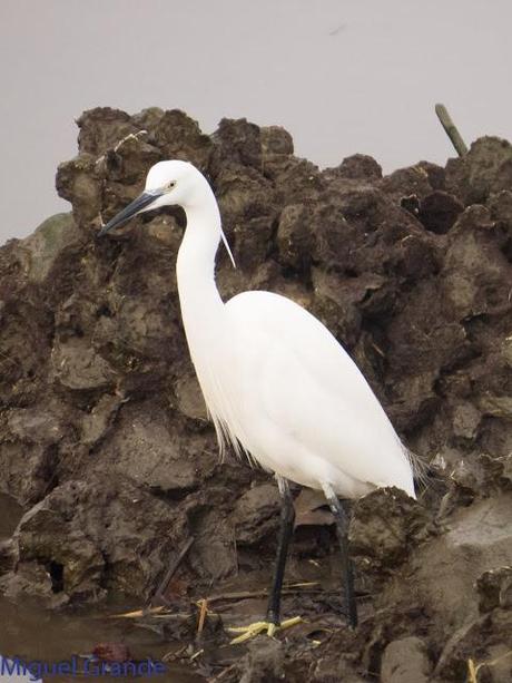 HONDARRIBIA Y LA DELAWARE