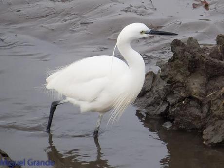 HONDARRIBIA Y LA DELAWARE