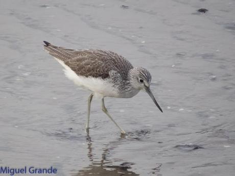 HONDARRIBIA Y LA DELAWARE