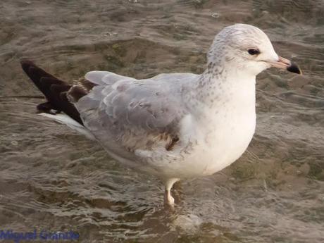 HONDARRIBIA Y LA DELAWARE