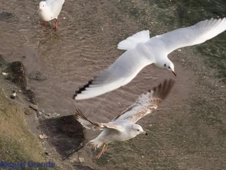 HONDARRIBIA Y LA DELAWARE