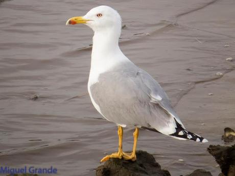 HONDARRIBIA Y LA DELAWARE