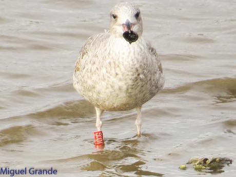 HONDARRIBIA Y LA DELAWARE