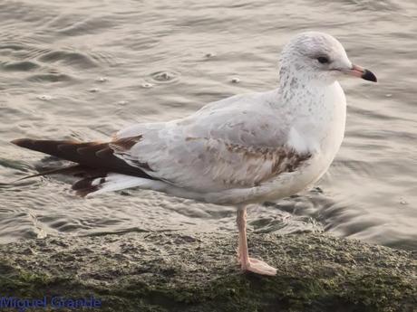 HONDARRIBIA Y LA DELAWARE