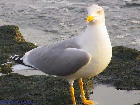 HONDARRIBIA Y LA DELAWARE