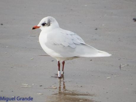 HONDARRIBIA Y LA DELAWARE