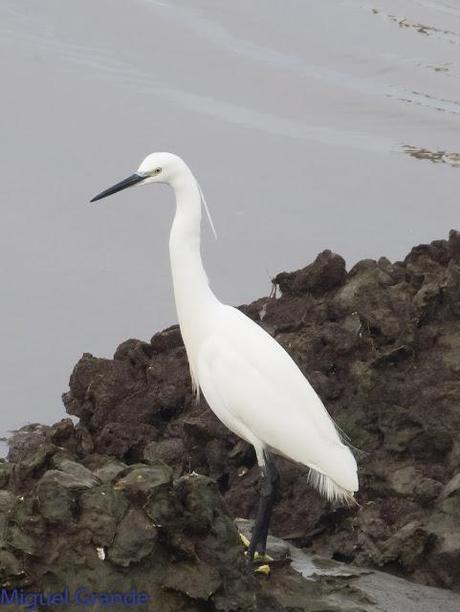 HONDARRIBIA Y LA DELAWARE
