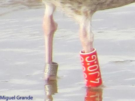 HONDARRIBIA Y LA DELAWARE