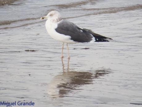 HONDARRIBIA Y LA DELAWARE