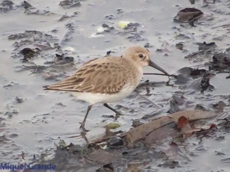 HONDARRIBIA Y LA DELAWARE