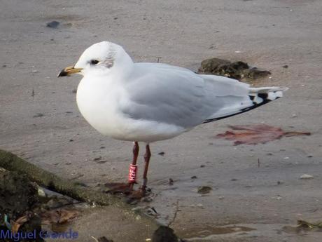 HONDARRIBIA Y LA DELAWARE