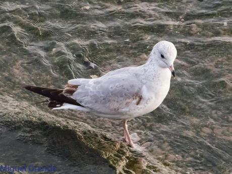 HONDARRIBIA Y LA DELAWARE