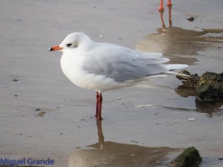 HONDARRIBIA Y LA DELAWARE