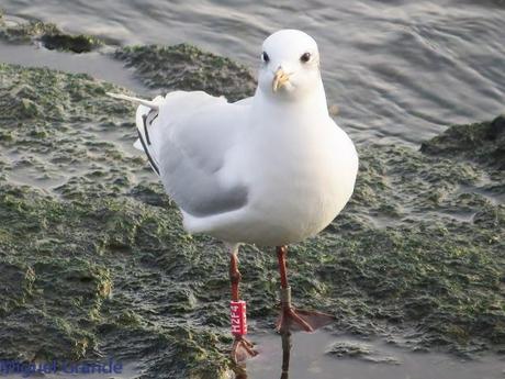 HONDARRIBIA Y LA DELAWARE